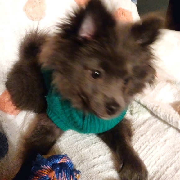 Meet your Posher, Sarah - Picture 1 of 2